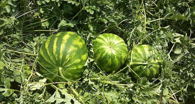 Karpuz seçerken nelere dikkat edilmeli, karpuzun iyisi nasıl seçilir?