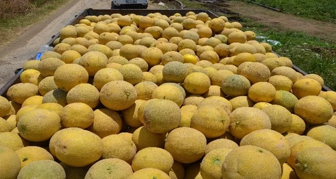 Kavun nasıl seçilir, kavun seçerken neye dikkat edilmeli? Kavun nasıl seçilir, kavun seçerken neye dikkat edilmeli?