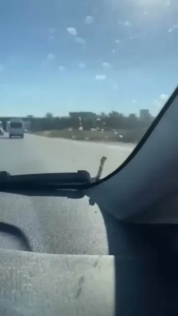 Aracın kaputunda görüldü!