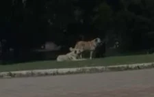 İnegöl'de Kültürpark'ta bir anda çoğaldılar! Vatandaşlar çözüm bekliyor