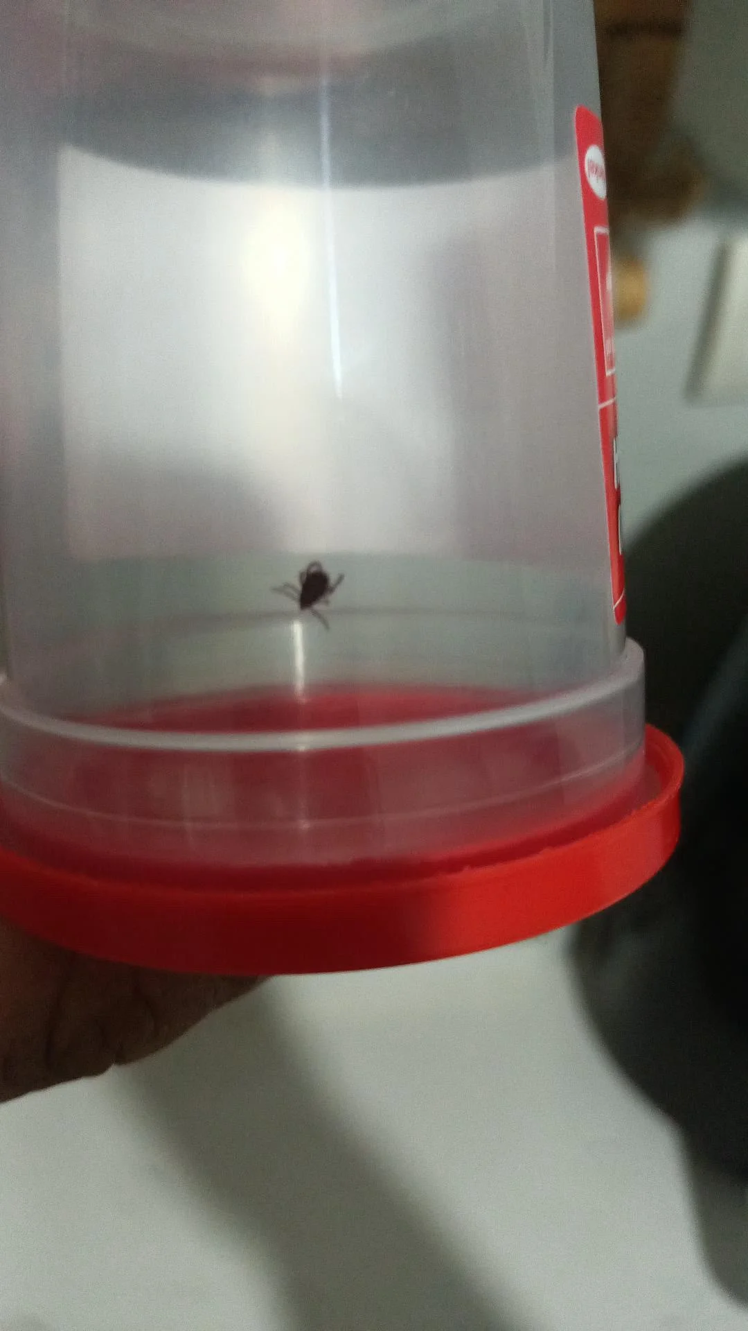 İnegöl'de ikinci kez görüldü! Herkes dikkatli olsun dedi