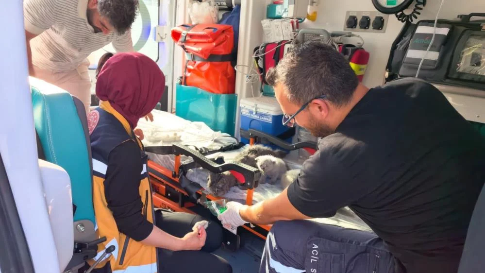 İnegöl'de yangında mahsur kalan anne ve yavruları hayata döndürüldü İnegöl'de yangında mahsur kalan anne ve yavruları hayata döndürüldü
