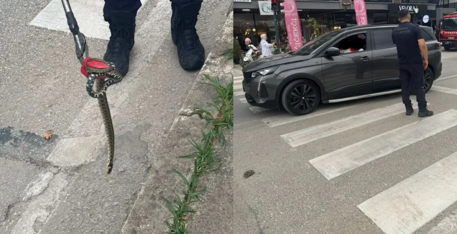 İnegöl'de yılan paniği nedeniyle trafik durdu