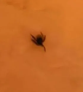 Ülkenin kabusu oldu! İnegöl'de de görülmüştü Ülkenin kabusu oldu! İnegöl'de de görülmüştü
