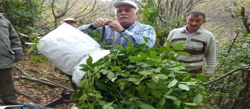 Bunları ekerek 6 ayda 3,5 milyon lira kazandılar