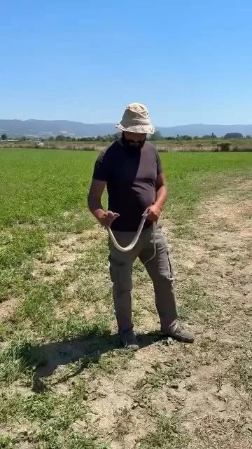 İnegöl'de tarlada çiftçinin cesareti herkesi korkuttu!
