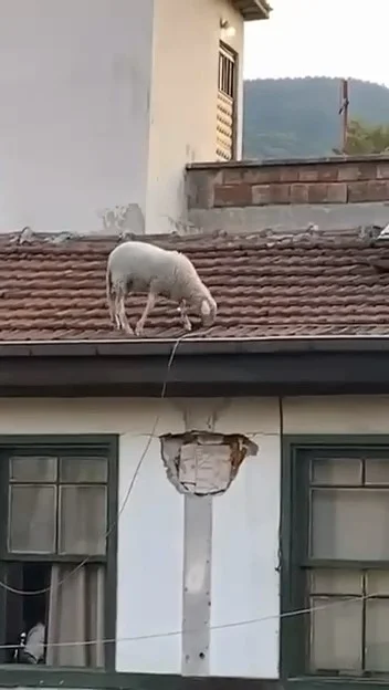 Kahvehanedekiler Oyunu Bıraktıran Görüntü!