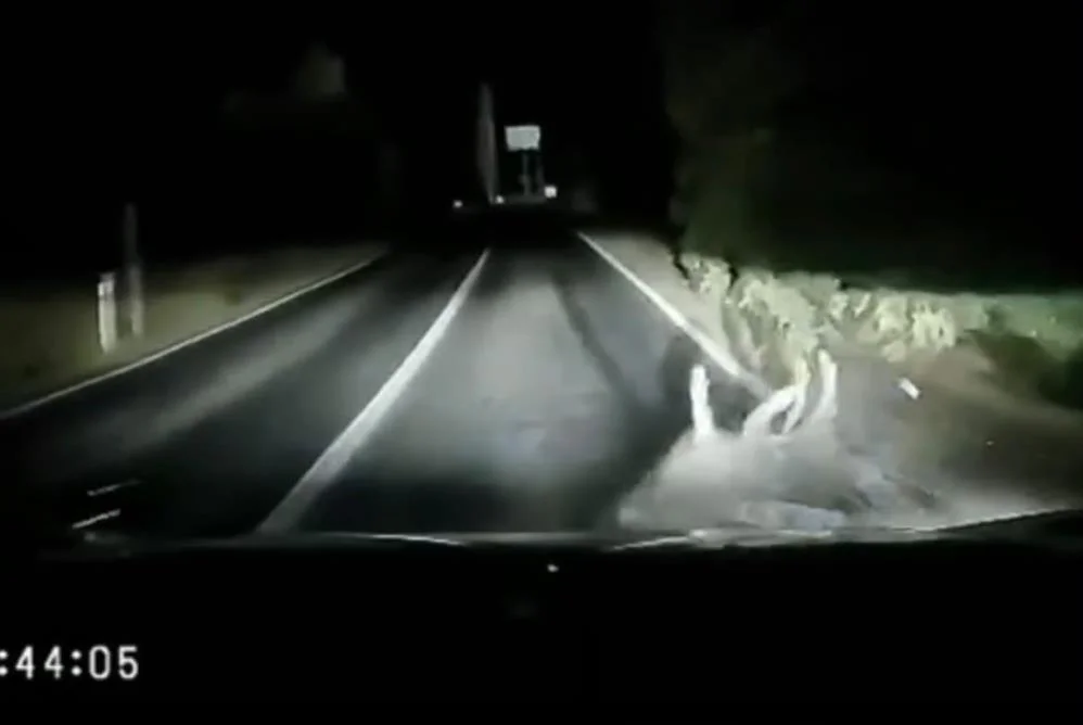 Otomobilin çarptığı hayvan telef oldu