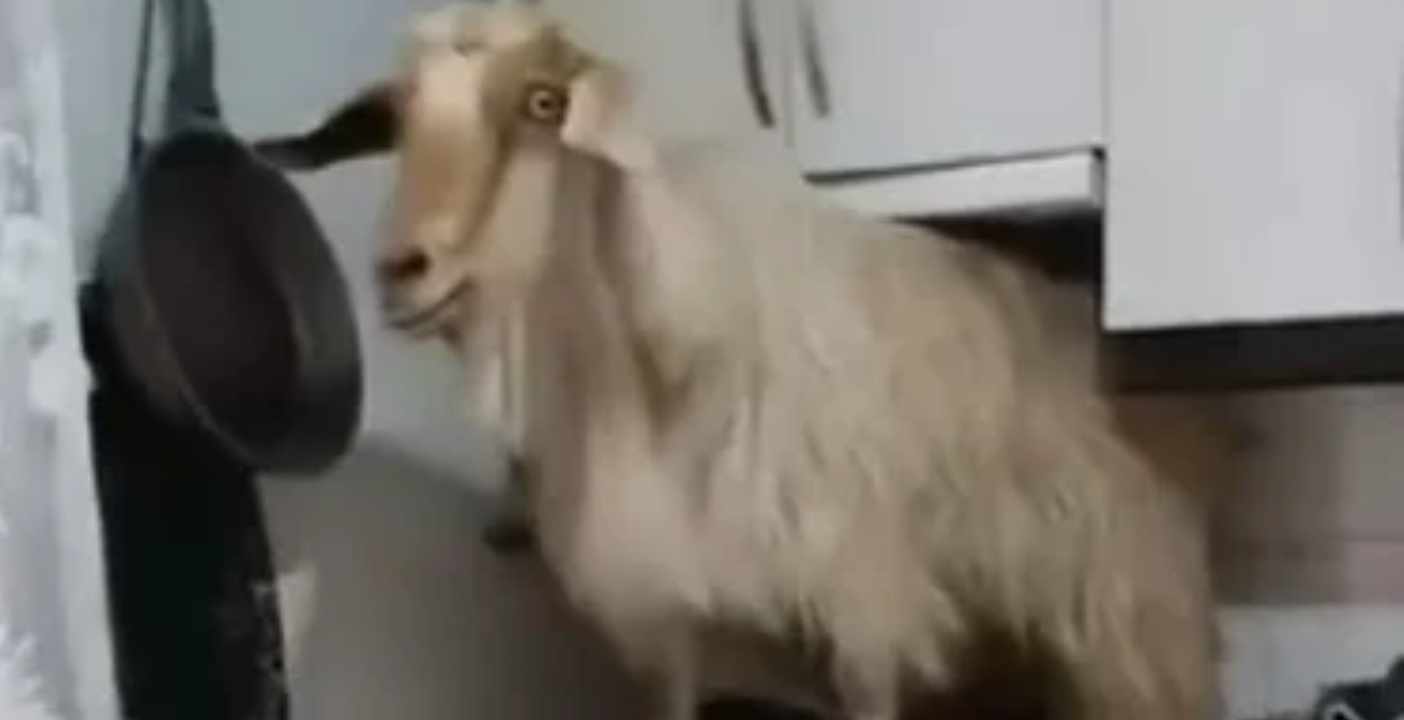 Yemek ocağa kendi çıktı, onlarca yorum aldı