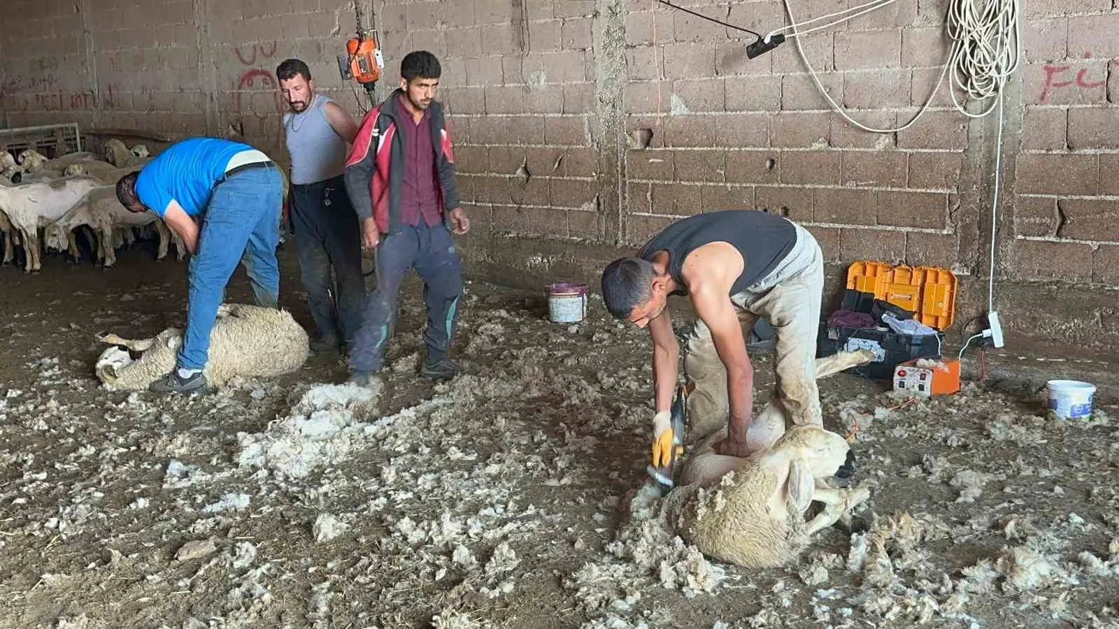 Bursa’da milyonlarca liralık yapağı çöpe gidiyor!