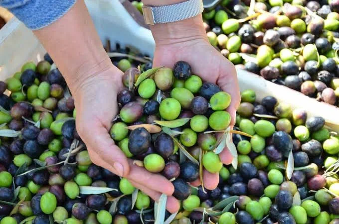 Bursa'da Zeytinin Kilogram Maliyeti Belli Oldu! İşte Rakam